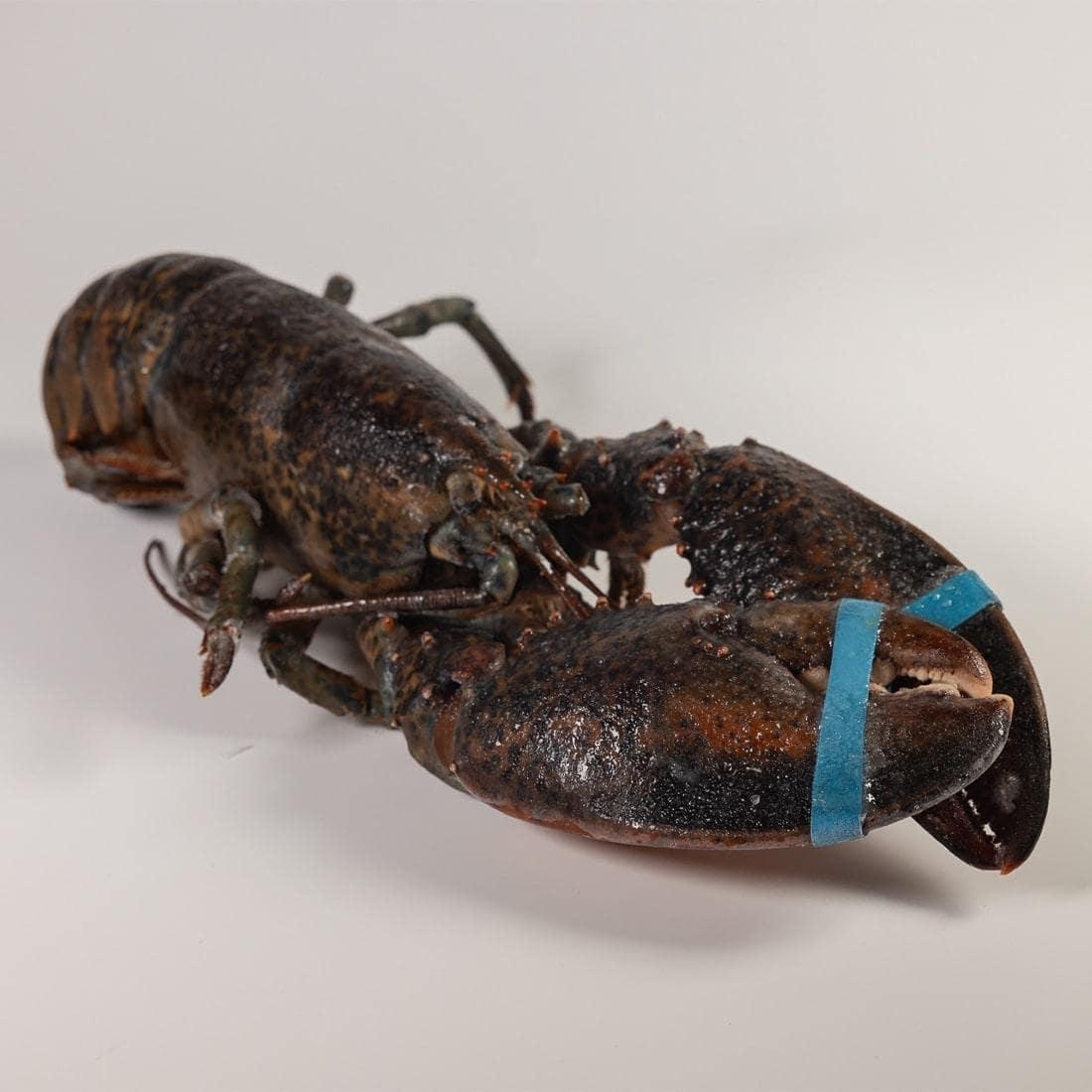 Image 0 of American lobster