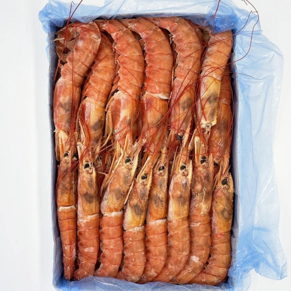 Argentine red shrimp