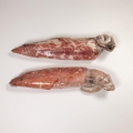 Image 0 of Squid