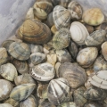 Image 1 of True Venus clams with shells