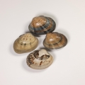 Image 0 of True Venus clams with shells