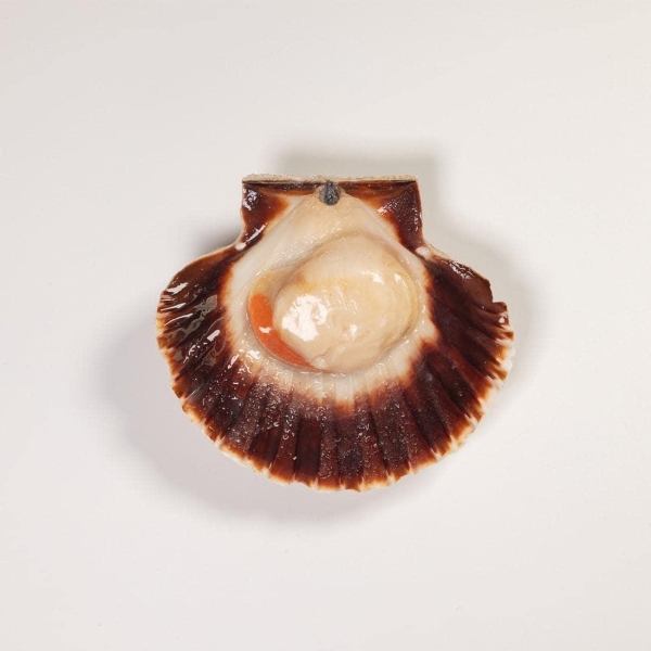 Scallop